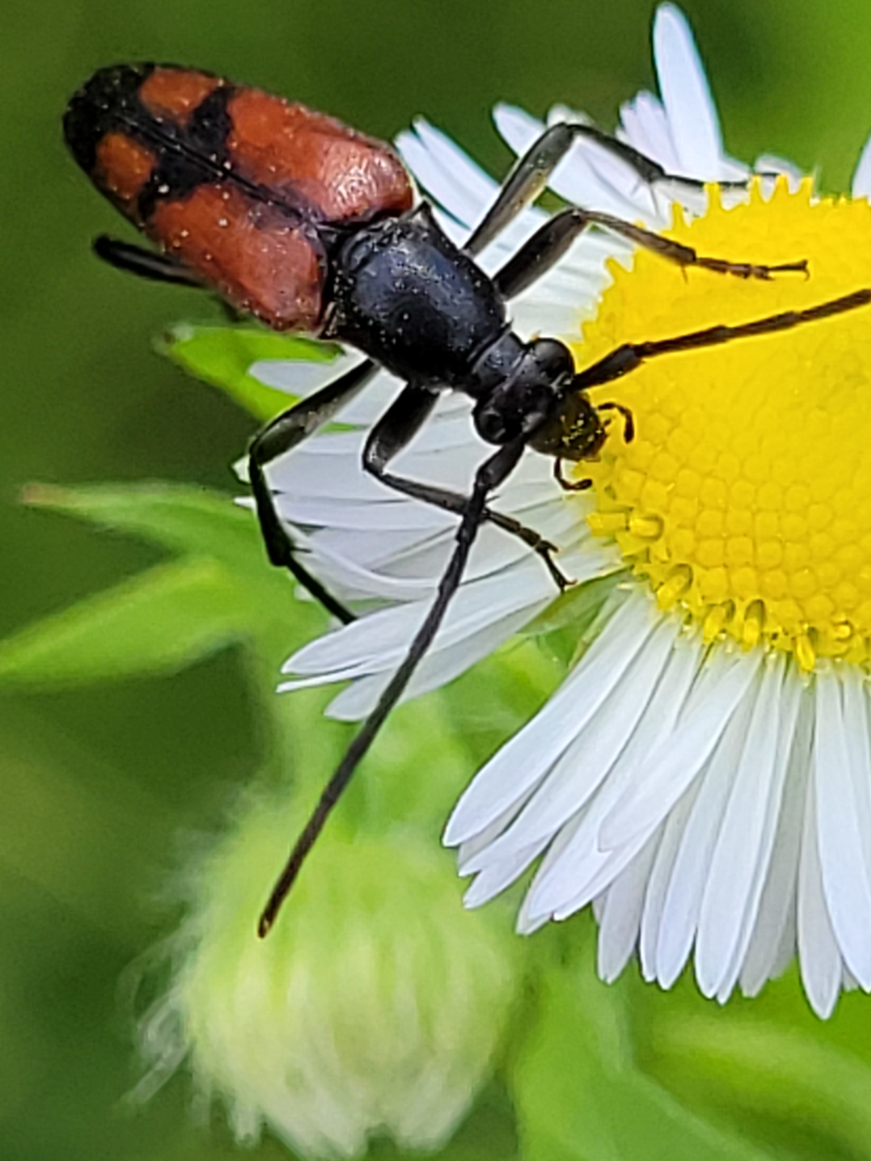 Stenurella bifasciata - kétöves karcsúcincér