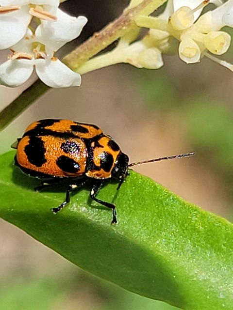Cryptocephalus sexpunctatus - hatfoltos zömökbogár Cryptocephalus sexpunctatus - hatfoltos zömökbogár