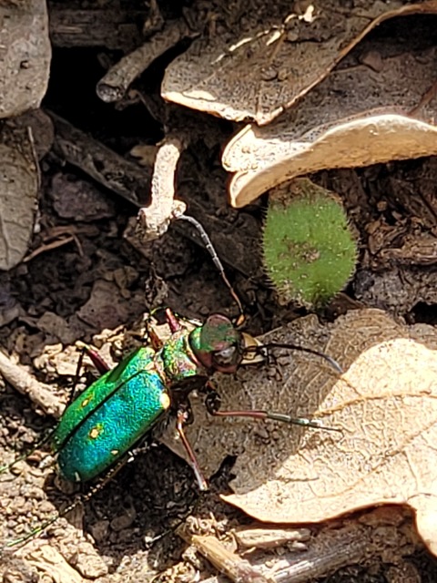Cicindela campestris - mezei homokfutrinka