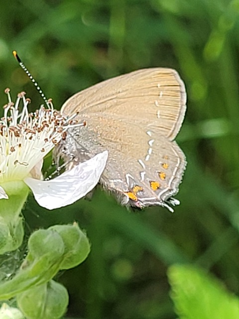 Satyrium ilicis - tölgyfa-csücsköslepke
