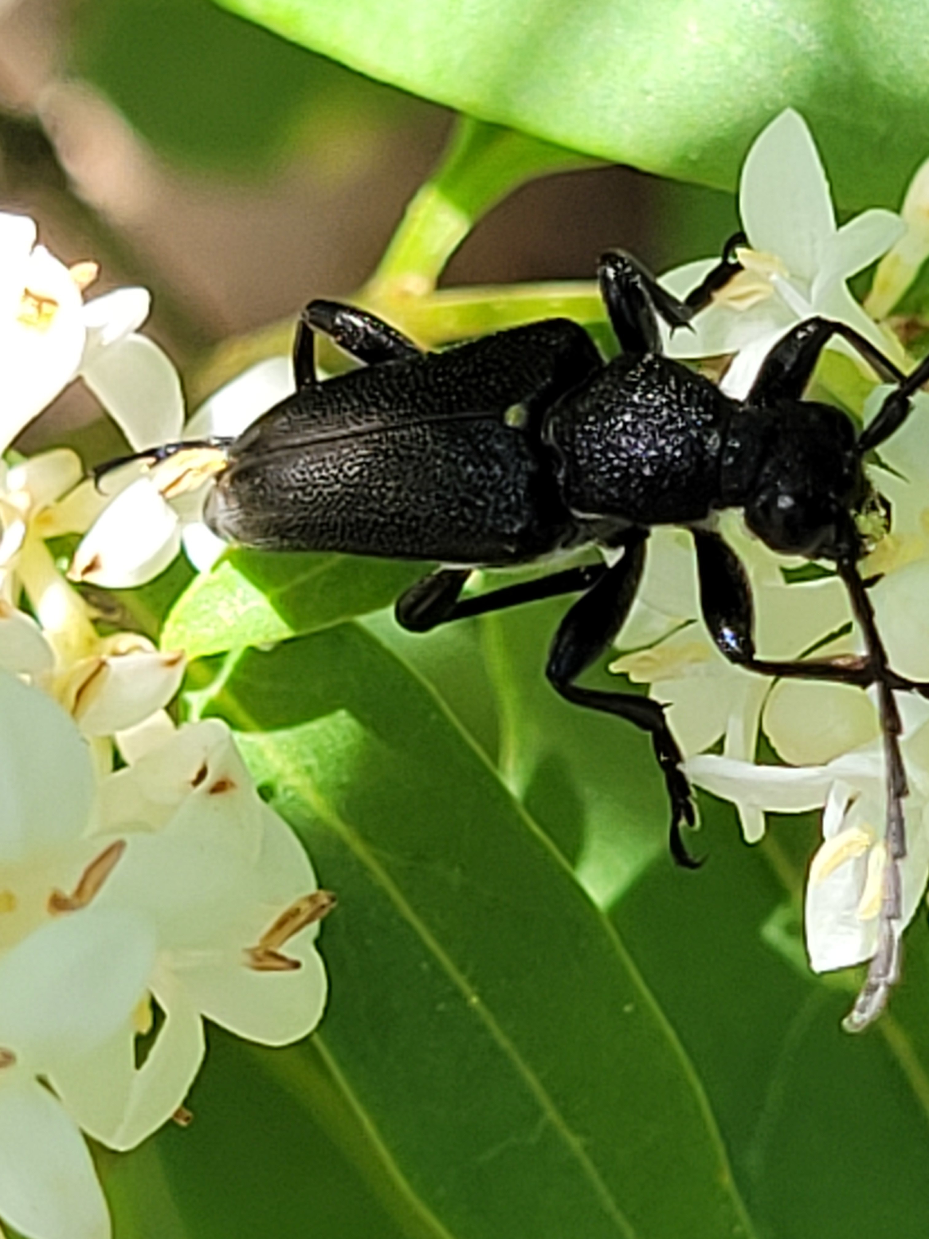 Stictoleptura scutellata - hegyi virágcincér