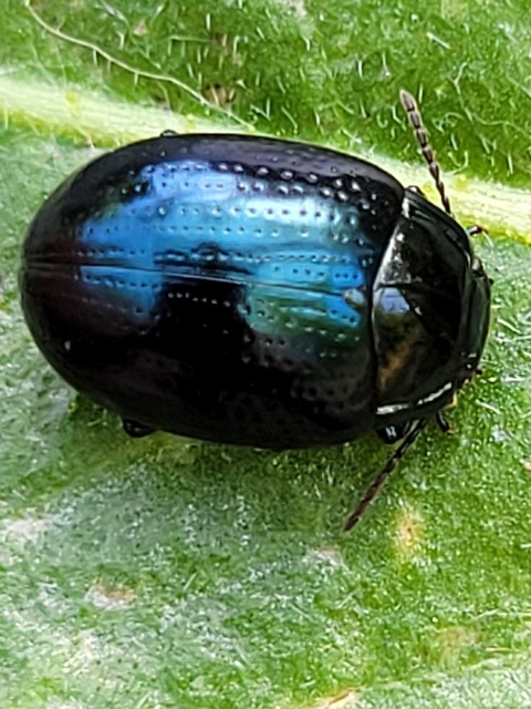 Chrysolina oricalcia - bronzos levélbogár