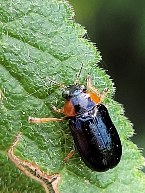 Smaragdina aurita - feketehátú zsáklevelész