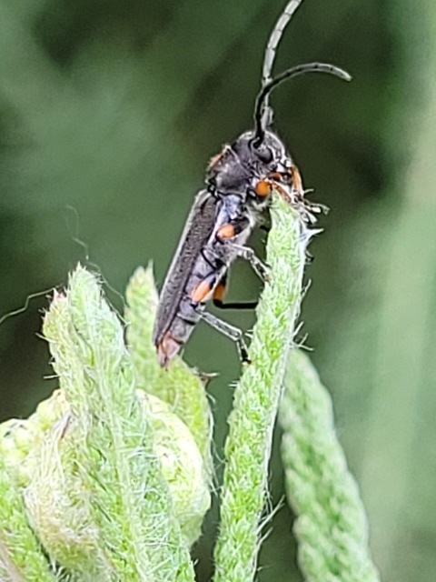 Phytoecia pustulata - parányi fűcincér