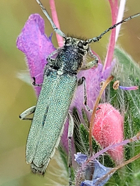 Phytoecia coerulescens - kígyósziszcincér