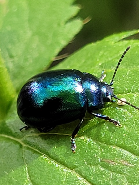 Chrysolina varians - kis orbáncfűlevelész