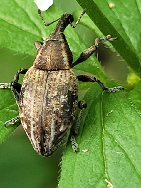 Lepyrus capucinus - pettyes fűzormányos