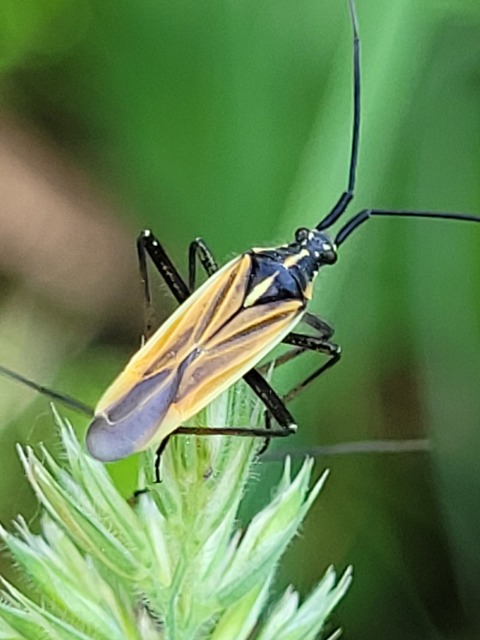 Leptopterna
