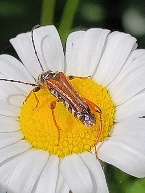 Stenopterus rufus - tarkacsápú keskenyfedőscincér
