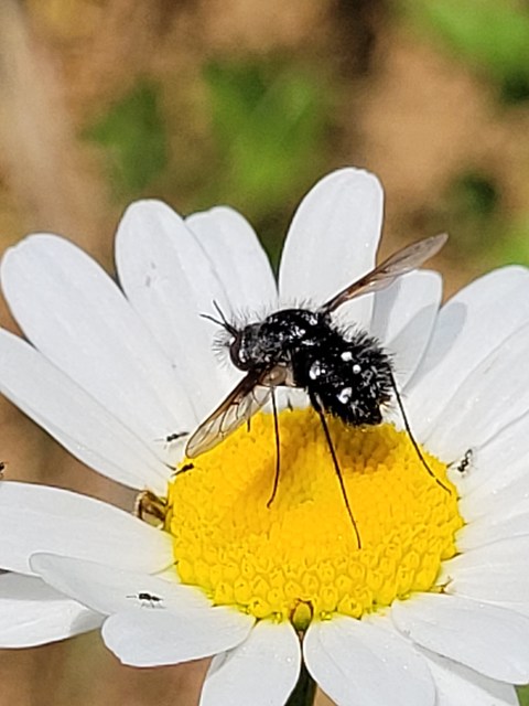Bombylella atra - ezüstpettyes pöszörlégy