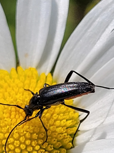 Stenurella nigra - fekete karcsúcincér