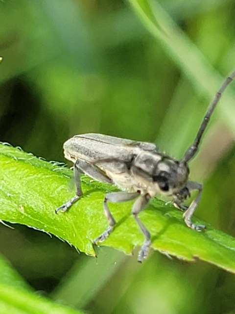 Phytoecia nigricornis - ürömcincér