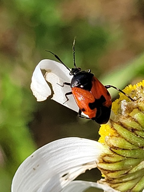 Deraeocoris rutilus - cinóber mezeipoloska