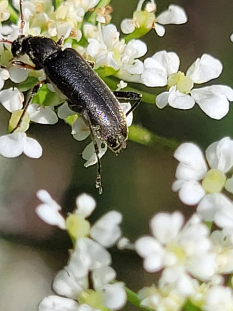 Grammoptera ruficornis - gyűrűscsápú galagonyacincér Grammoptera ruficornis - gyűrűscsápú galagonyacincér