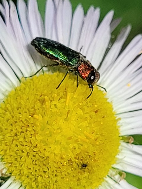Anthaxia nitidula - ragyogó virágdíszbogár