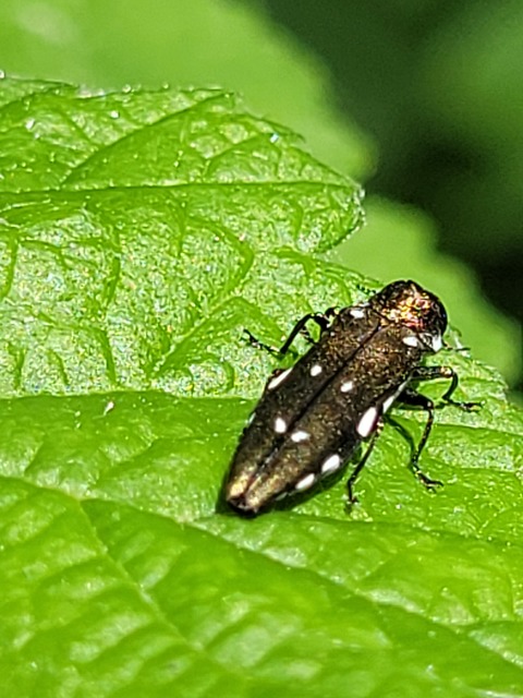 Agrilus ater - hatpettyes karcsúdíszbogár