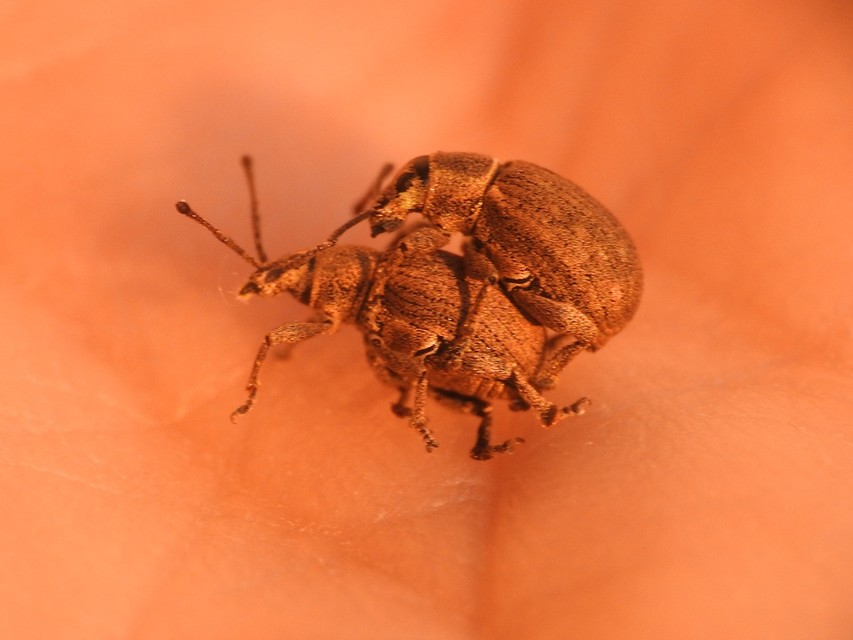 Peritelus familiaris - nagy kendermagbogár