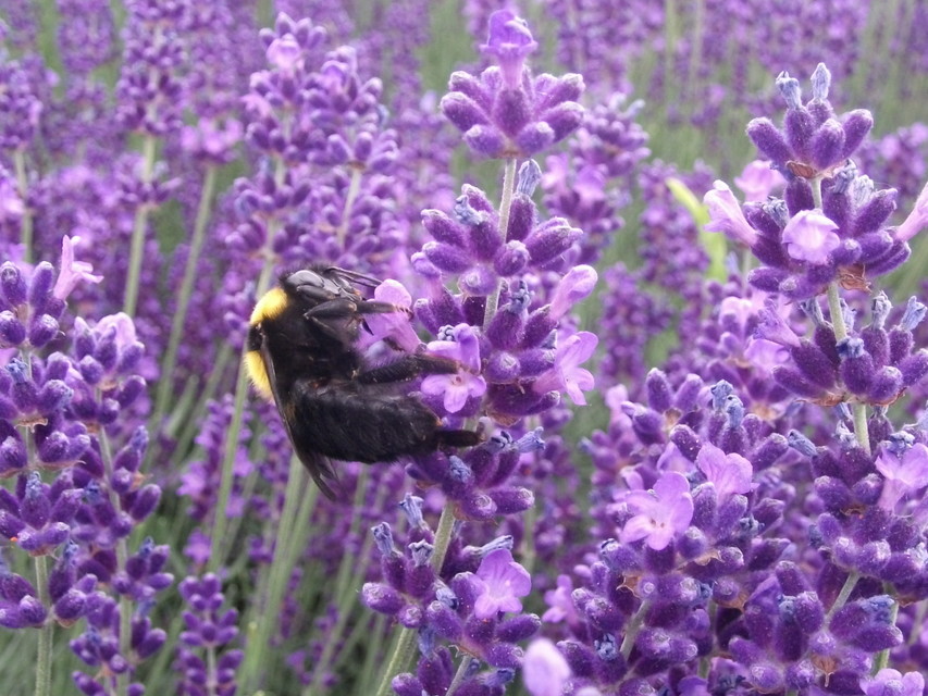 Bombus argillaceus - délvidéki poszméh