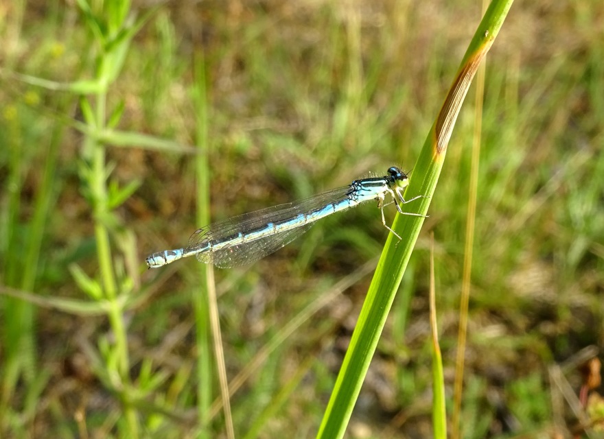 Coenagrion scitulum - mediterrán légivadász