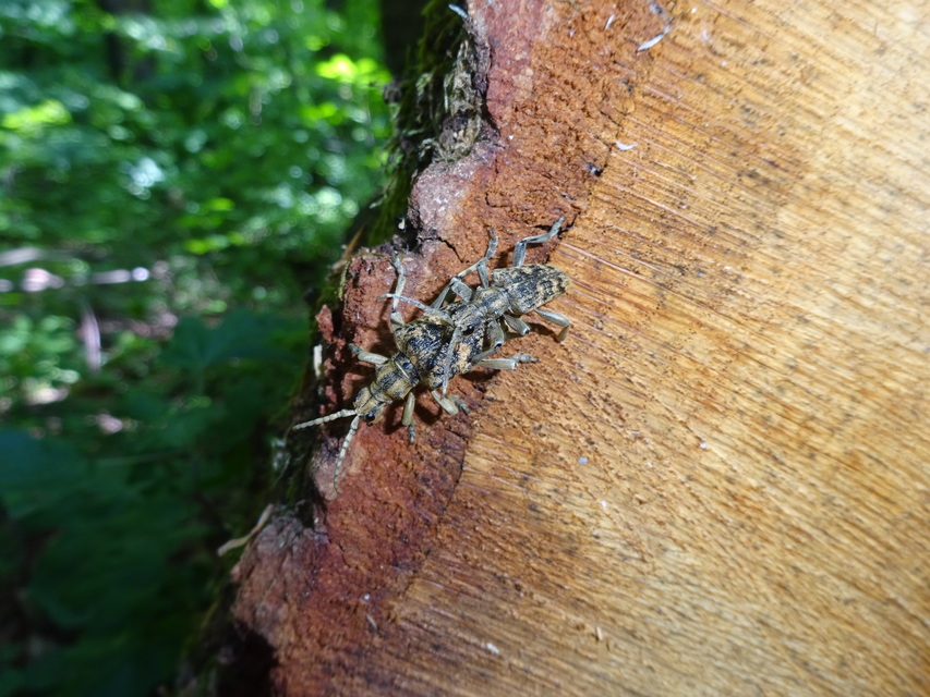 Rhagium sycophanta - tölgyes-tövisescincér