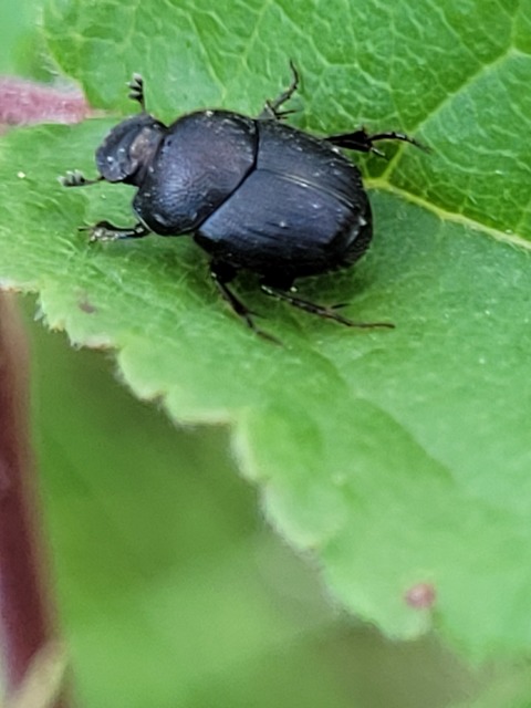 Onthophagus verticicornis - fekete trágyatúró