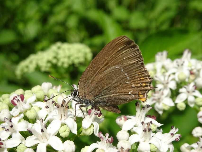 Satyrium ilicis - tölgyfa-csücsköslepke