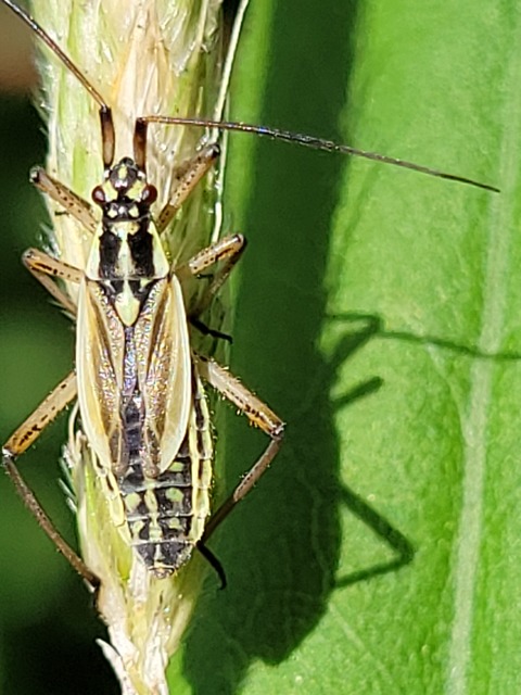 Leptopterna