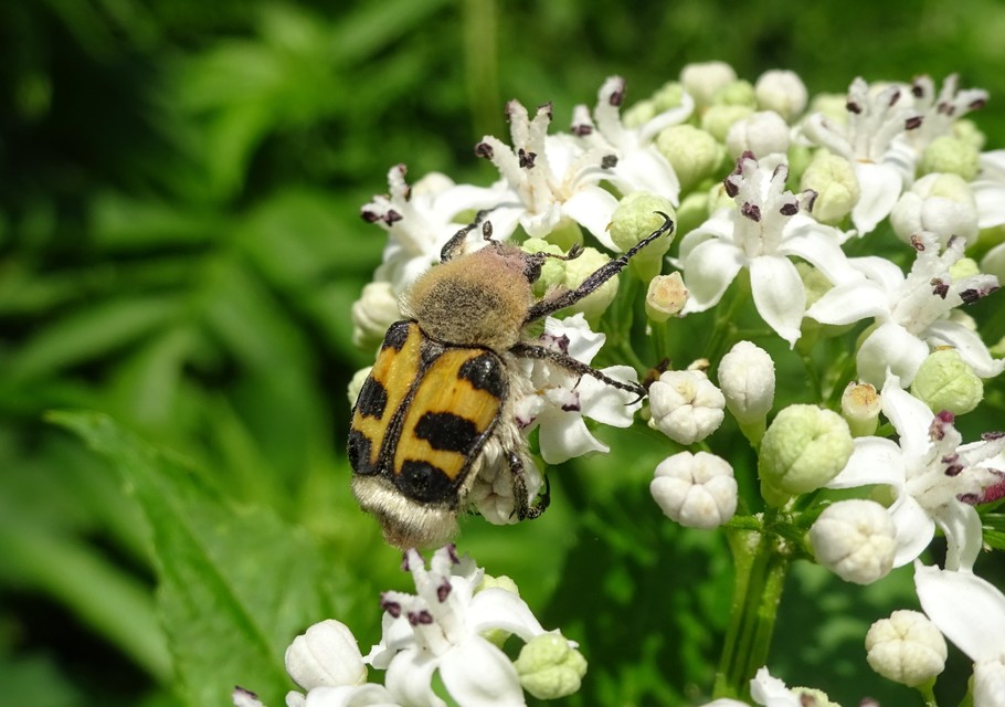 Trichius sexualis - keleti prémesbogár