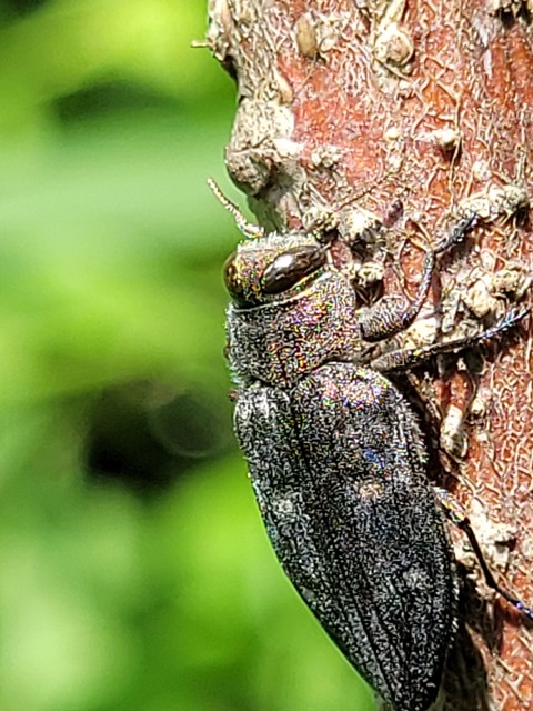 Chrysobothris affinis - aranypettyes díszbogár
