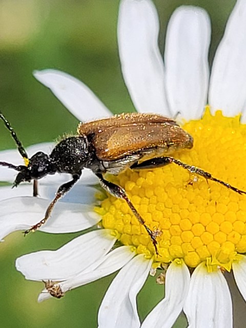 Pseudovadonia livida - barnás virágcincér