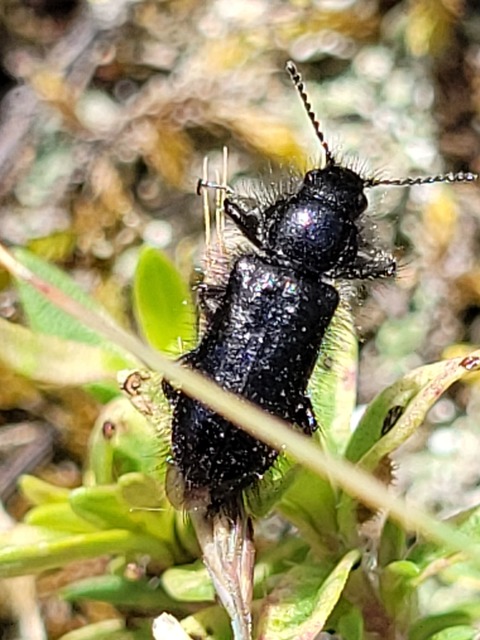 Enicopus pilosus - bundás karimásbogár