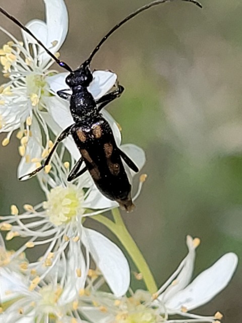 Anoplodera sexguttata - foltos virágcincér