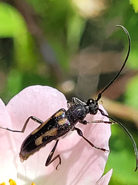 Anoplodera sexguttata - foltos virágcincér