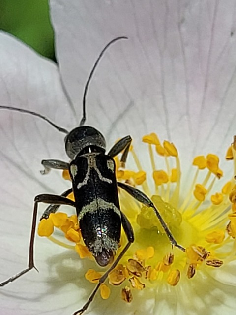 Chlorophorus figuratus - rajzos darázscincér