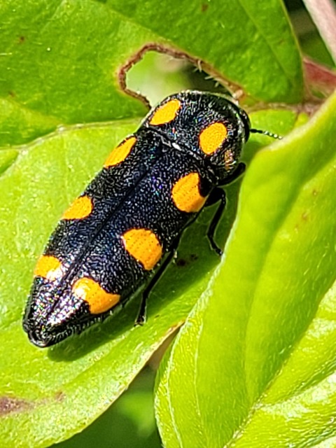 Ptosima undecimmaculata - sárgafoltos díszbogár