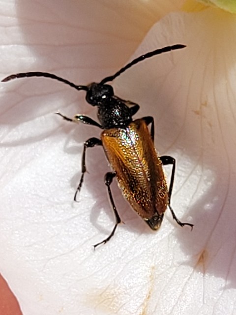 Pseudovadonia livida - barnás virágcincér