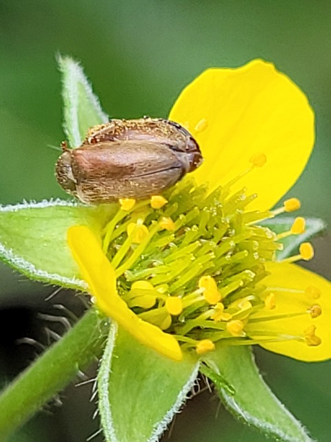 Byturus ochraceus - gyömbérgyökérbogár