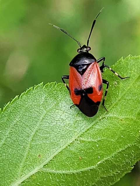 Deraeocoris rutilus - cinóber mezeipoloska