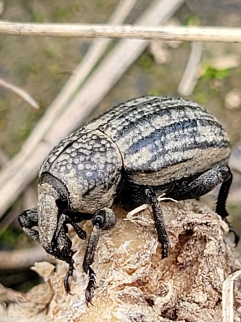 Minyops variolosus - nyugati bordásormányos