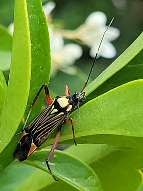 Miris striatus - sávos mezeipoloska