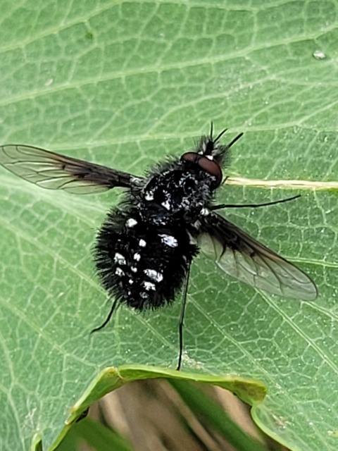 Bombylella atra - ezüstpettyes pöszörlégy