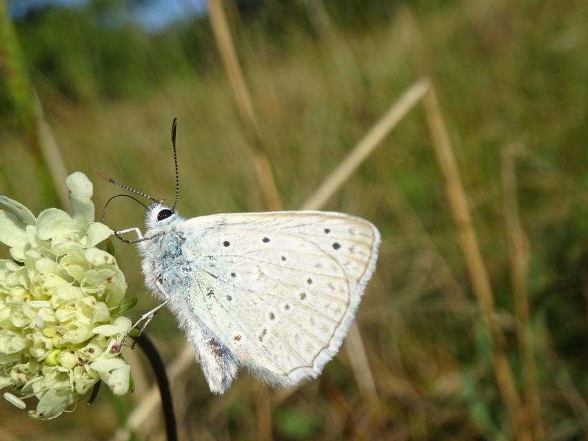 Polyommatus daphnis - csipkés boglárka