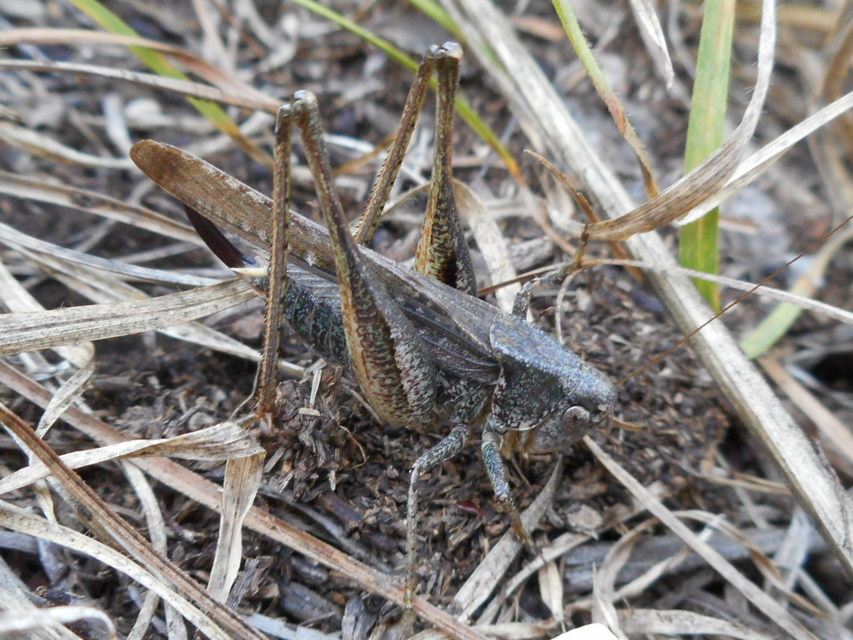 Platycleis grisea - szürke rétiszöcske