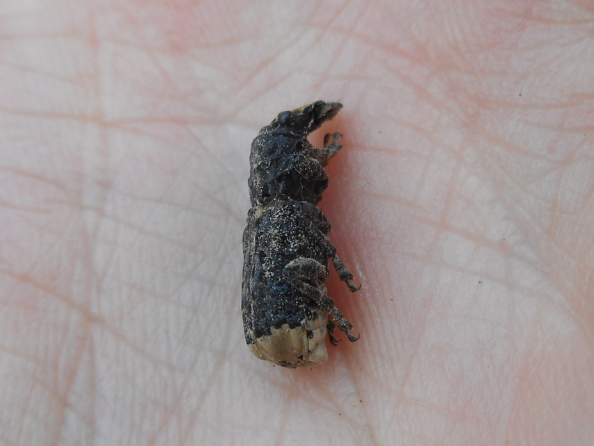 Platyrhinus resinosus - nagy orrosbogár
