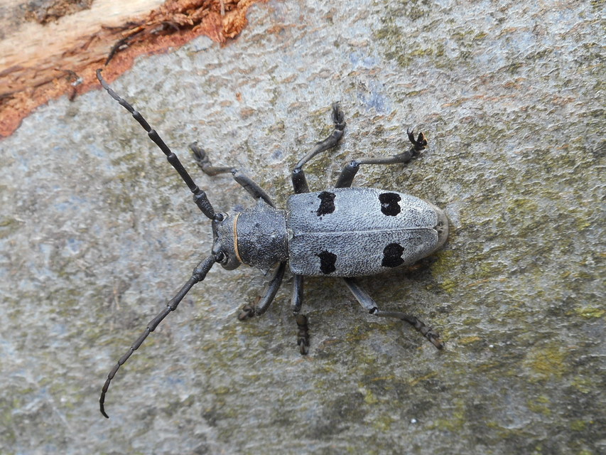 Morimus asper funereus - gyászcincér