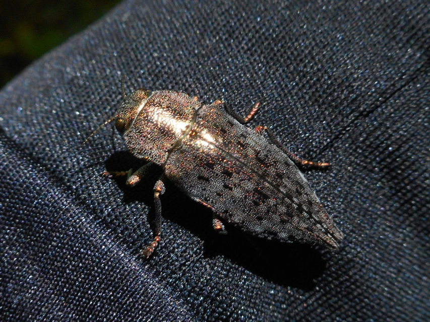 Dicerca berolinensis - bükkfa-díszbogár