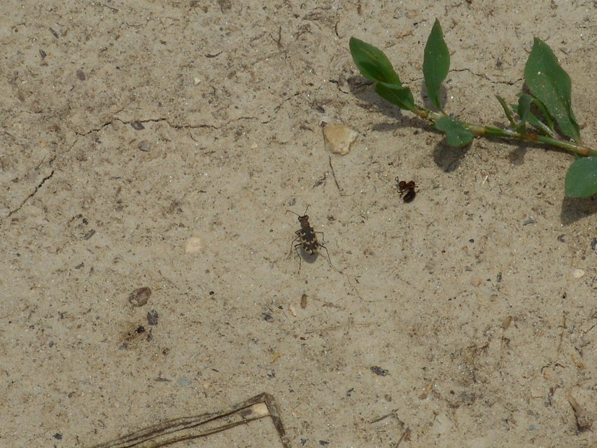 Cylindera arenaria viennensis - parti homokfutrinka