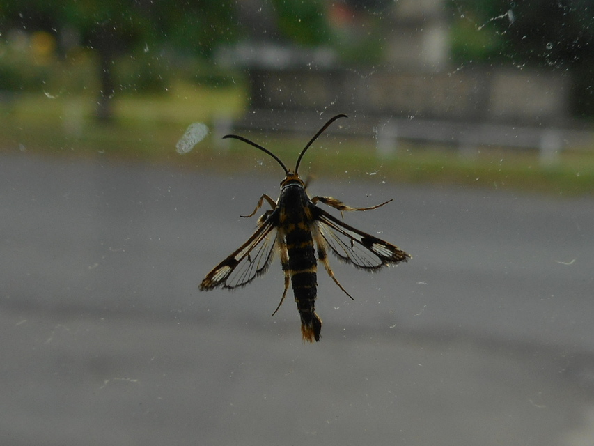 Sesiidae - szitkárfélék