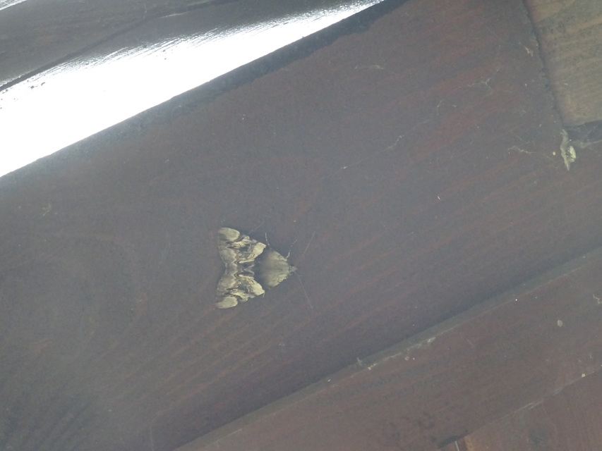 Catocala fulminea - galagonya-övesbagoly