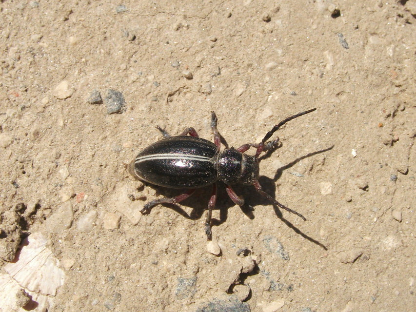 Dorcadion pedestre - kétsávos gyalogcincér